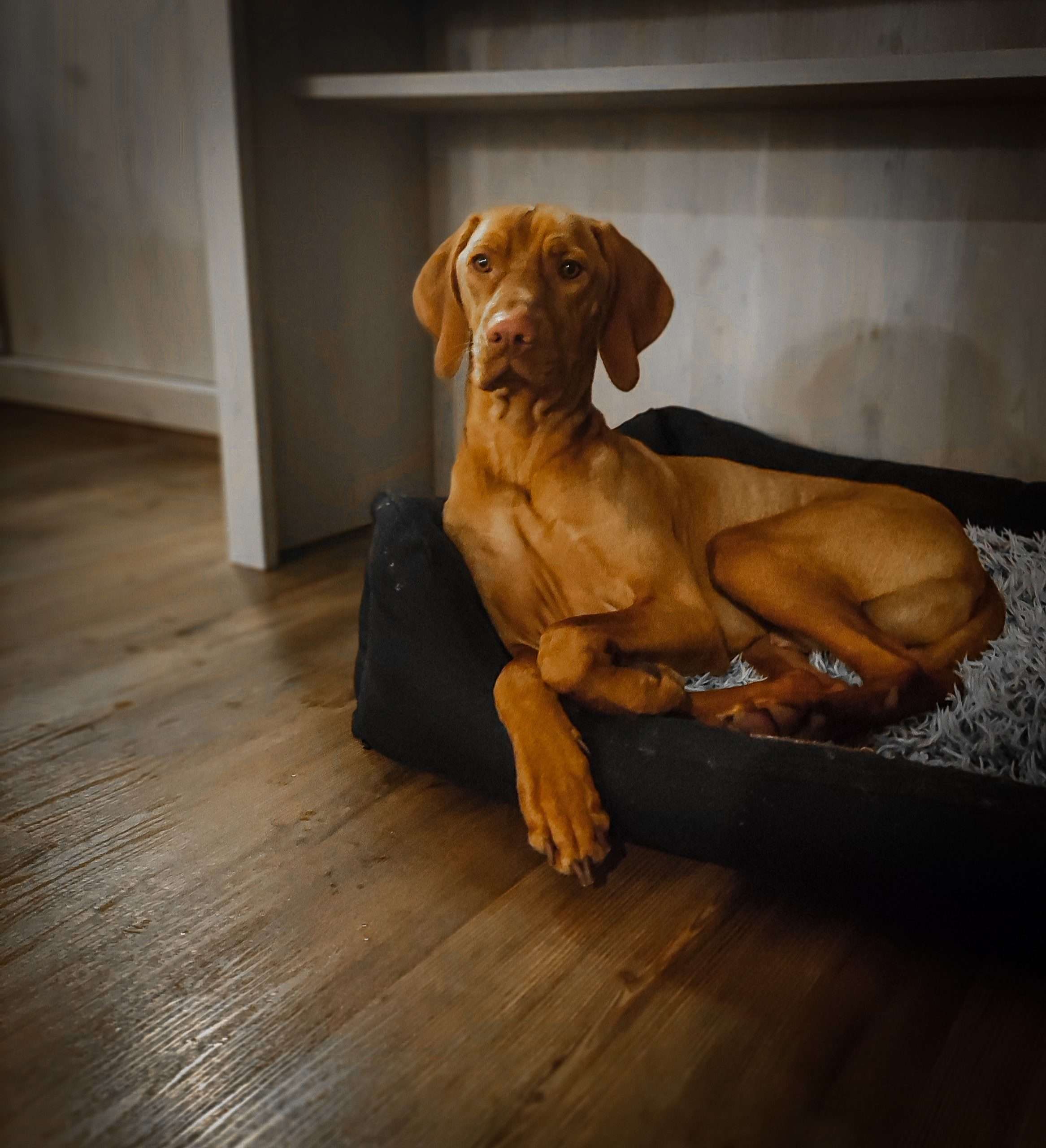 Therapiehund Baggio
